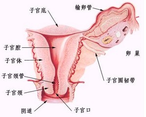 患有轻度慢性宫…