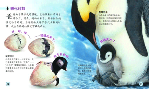 爸爸把企鹅蛋交给了妈妈.