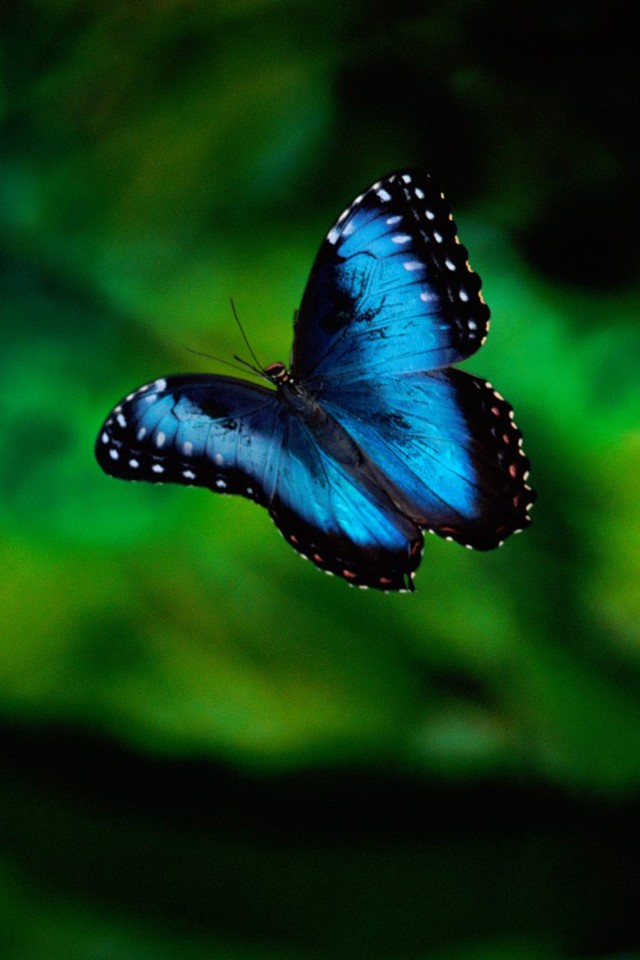 世界上最美丽的蝴蝶_育儿科普图库_亲亲宝贝网