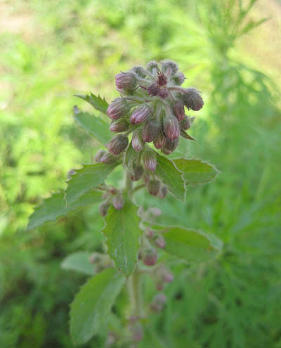 治疗风寒感冒中药偏方_风寒感冒