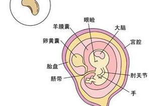 怀孕40周