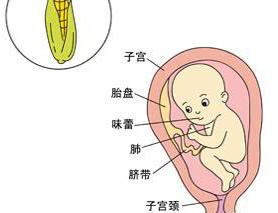 怀孕40周_怀孕多久能测出来_亲亲宝贝网