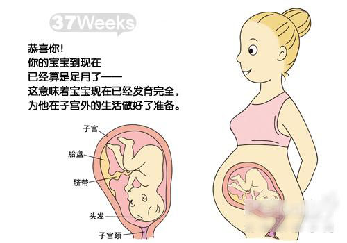 怀孕37周胎儿图