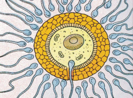 受精卵_怀孕前的准备