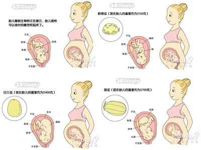 9月胎儿发育
