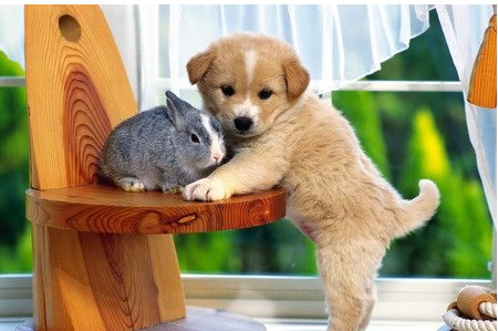 怀孕期间养宠物应该注意些什么_怀孕期间,宠物