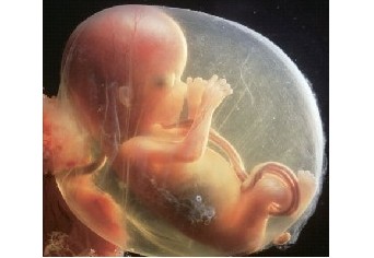 怀孕3个月胎儿的发育状况_怀孕3个月,胎儿,发