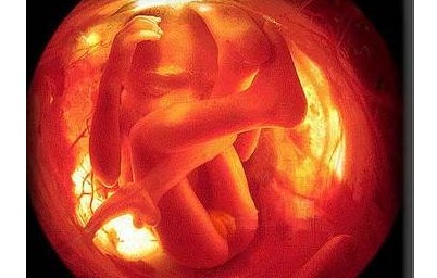 怀孕5个月胎儿的发育状况_怀孕5个月,胎儿,发
