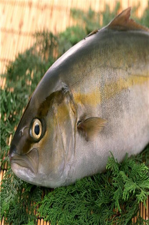 金牛湖青鱼王212斤 南京老人湖中钓起重80斤