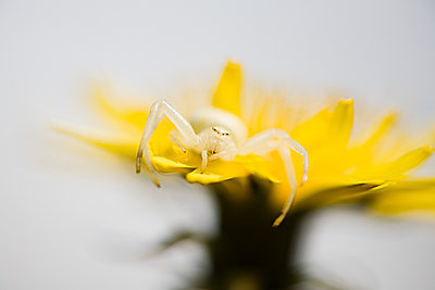 细节描写是写好作文的法宝