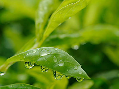小学生六年级作文:夏天的雨_作文