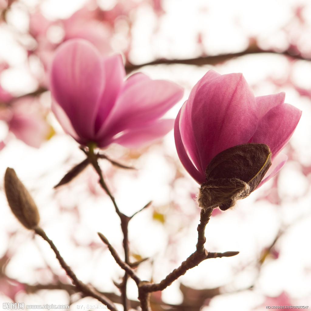 教师节送什么花?木兰花-灵魂高尚_节日大全