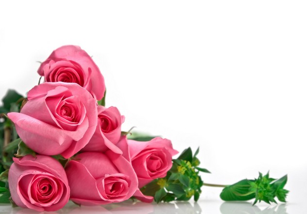 教师节送什么花?玫瑰-优雅快乐_节日大全