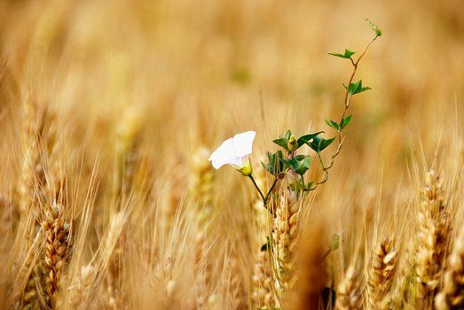 2014年芒种是几月几日？芒种有什么气候特征