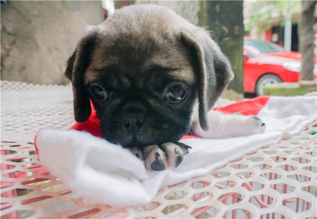 最近岛国爱情动作片新宠泷泽萝拉要出全裸AV的消息让整个网络都沸腾了，你是否还在都出求宠泷泽萝拉新片种子呢，现在说下载神马的都是浮云，先来看看照片过过眼瘾吧，这里有最全的宠泷泽萝拉写真。