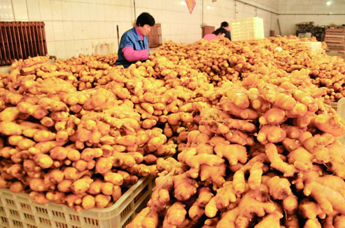 山东潍坊剧毒农药种生姜 山东毒姜农民自己不