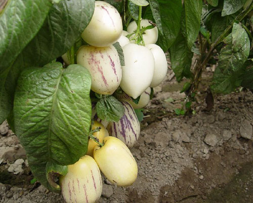 孕妇能不能吃人参果_孕期