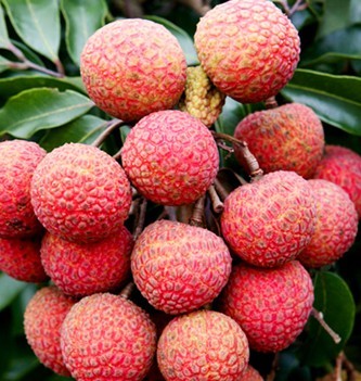 儿童吃荔枝要控制数量_学龄前