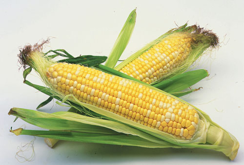 宝宝吃玉米好吗?宝宝吃玉米的好处多多_宝宝