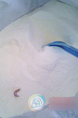 美赞臣奶粉最新事件:美赞臣奶粉喝出活虫 厂家