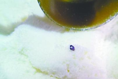 进口亨氏奶粉里喝出黑颗粒?_奶粉最新事件