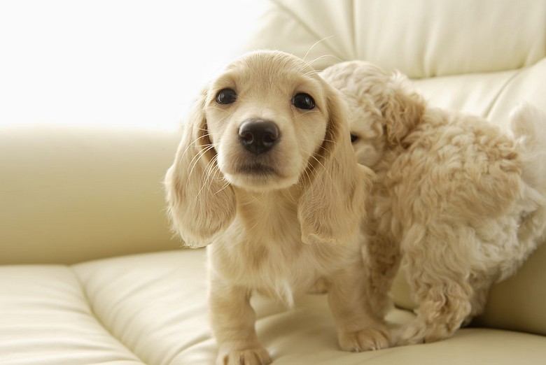 可爱狗狗图片精选_宠物情缘_亲亲宝贝网