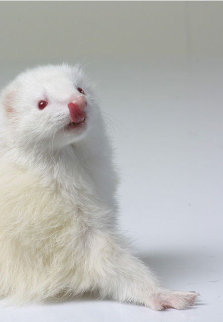 宠物貂图片 貂宝宝_宠物情缘