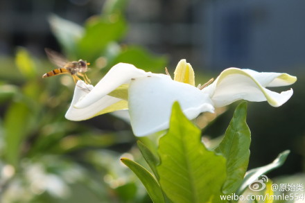 栀子花开香袭人 市民摘花炒菜吃 眼下正是栀子花开时节。昨天,永康城西新区乌牛山脚下的大片栀子花白花朵朵,随风飘来阵阵清香。 在我市许多地方,居民喜欢用栀子花炒菜。虽然栀子花食用味道有些许苦涩，但具有清凉泻火、化痰止咳、润肠通便等功效。 栀子花既可作为观赏绿化树苗，又可用于食用，种植前景被看好。