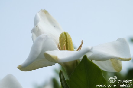 栀子花开香袭人 市民摘花炒菜吃 眼下正是栀子花开时节。昨天,永康城西新区乌牛山脚下的大片栀子花白花朵朵,随风飘来阵阵清香。 在我市许多地方,居民喜欢用栀子花炒菜。虽然栀子花食用味道有些许苦涩，但具有清凉泻火、化痰止咳、润肠通便等功效。 栀子花既可作为观赏绿化树苗，又可用于食用，种植前景被看好。