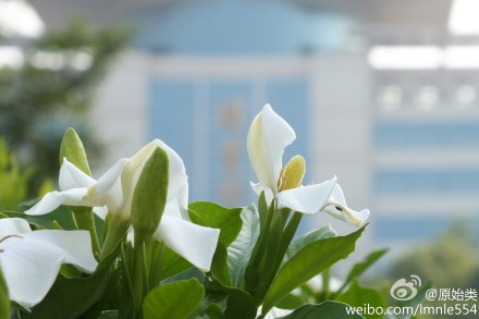 栀子花开香袭人 市民摘花炒菜吃 眼下正是栀子花开时节。昨天,永康城西新区乌牛山脚下的大片栀子花白花朵朵,随风飘来阵阵清香。 在我市许多地方,居民喜欢用栀子花炒菜。虽然栀子花食用味道有些许苦涩，但具有清凉泻火、化痰止咳、润肠通便等功效。 栀子花既可作为观赏绿化树苗，又可用于食用，种植前景被看好。