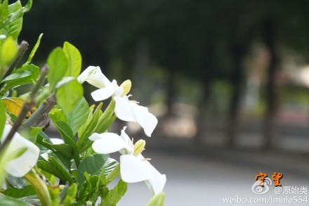 栀子花开香袭人 市民摘花炒菜吃 眼下正是栀子花开时节。昨天,永康城西新区乌牛山脚下的大片栀子花白花朵朵,随风飘来阵阵清香。 在我市许多地方,居民喜欢用栀子花炒菜。虽然栀子花食用味道有些许苦涩，但具有清凉泻火、化痰止咳、润肠通便等功效。 栀子花既可作为观赏绿化树苗，又可用于食用，种植前景被看好。