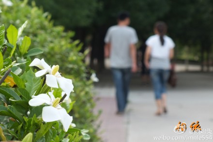栀子花开香袭人 市民摘花炒菜吃 眼下正是栀子花开时节。昨天,永康城西新区乌牛山脚下的大片栀子花白花朵朵,随风飘来阵阵清香。 在我市许多地方,居民喜欢用栀子花炒菜。虽然栀子花食用味道有些许苦涩，但具有清凉泻火、化痰止咳、润肠通便等功效。 栀子花既可作为观赏绿化树苗，又可用于食用，种植前景被看好。