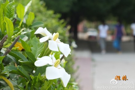 栀子花开香袭人 市民摘花炒菜吃 眼下正是栀子花开时节。昨天,永康城西新区乌牛山脚下的大片栀子花白花朵朵,随风飘来阵阵清香。 在我市许多地方,居民喜欢用栀子花炒菜。虽然栀子花食用味道有些许苦涩，但具有清凉泻火、化痰止咳、润肠通便等功效。 栀子花既可作为观赏绿化树苗，又可用于食用，种植前景被看好。