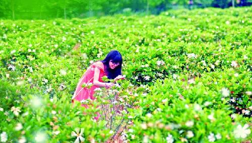 栀子花开香袭人 市民摘花炒菜吃 眼下正是栀子花开时节。昨天,永康城西新区乌牛山脚下的大片栀子花白花朵朵,随风飘来阵阵清香。 在我市许多地方,居民喜欢用栀子花炒菜。虽然栀子花食用味道有些许苦涩，但具有清凉泻火、化痰止咳、润肠通便等功效。 栀子花既可作为观赏绿化树苗，又可用于食用，种植前景被看好。