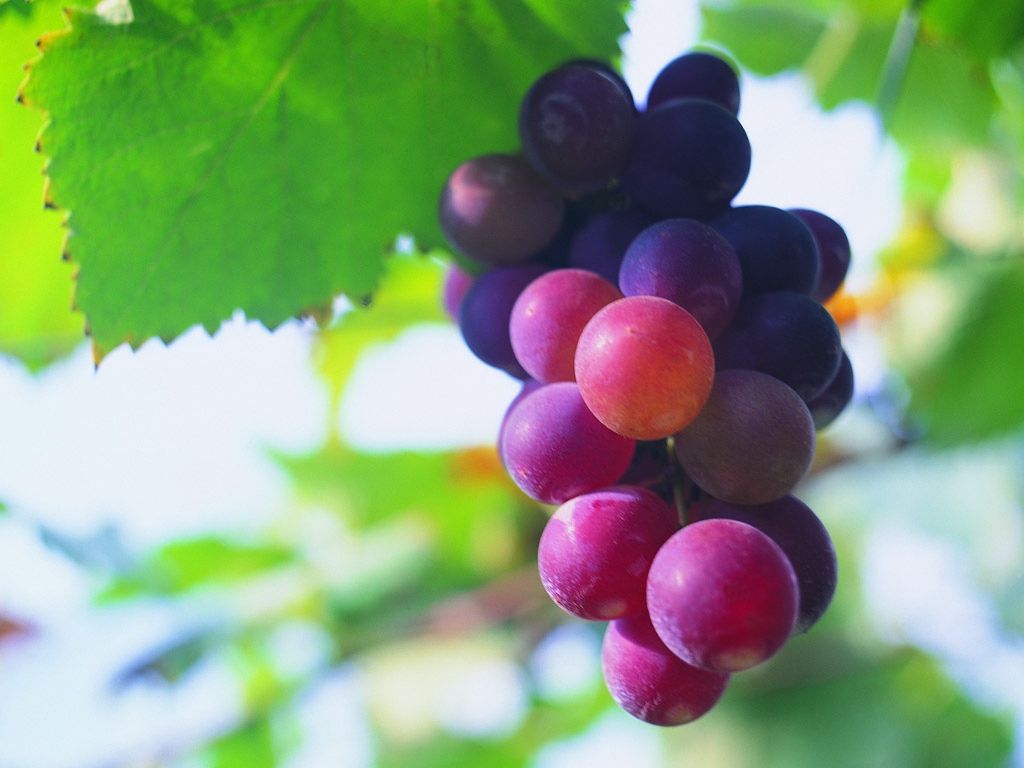 葡萄籽的功效与作用_饮食档案