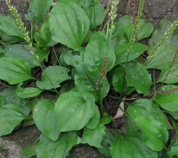 车前草的功效和作用_饮食档案