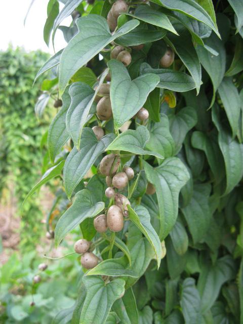 山药豆的营养价值与功效作用_饮食档案
