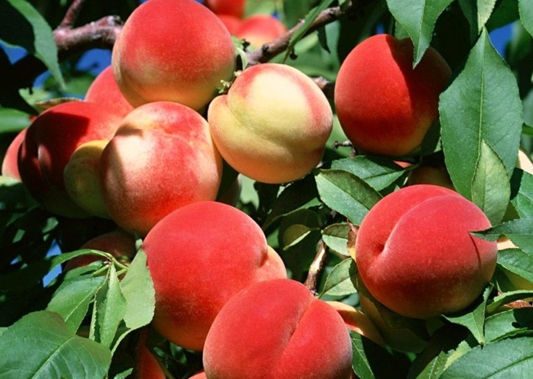 吃什么水果可以帮助通便_功能性调理