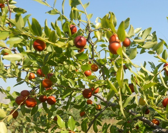 酸枣的功效和作用