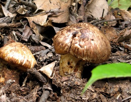 松茸的做法_中国饮食