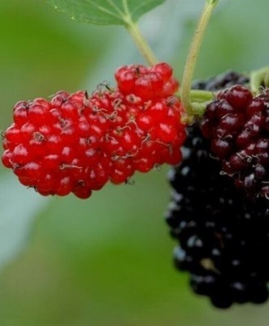 桑葚泡酒怎么做好喝?_中国饮食