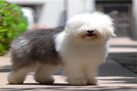 饮食文化_中西餐礼仪_西餐礼仪_西餐礼仪知识