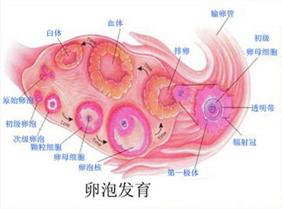 卵泡发育全过程