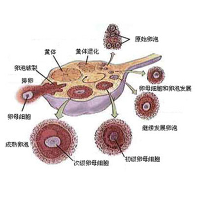 卵泡发育