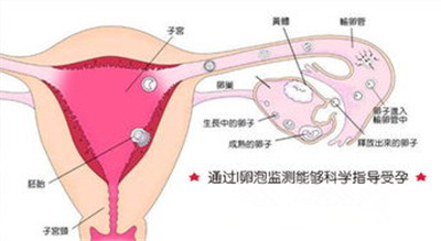 监测卵泡的意义