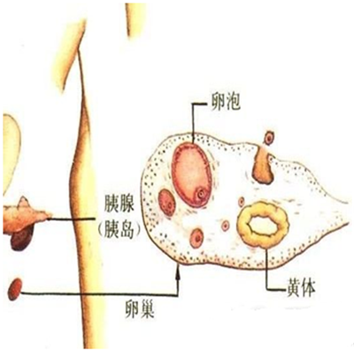 卵泡多大才能被排出