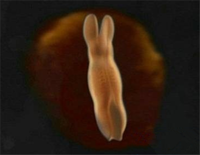 胎儿的发育过程图片