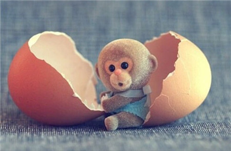 【2016年属猴的全年运势】_2016属猴人全年运势