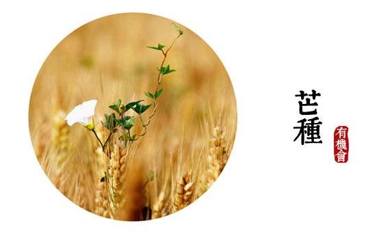 芒种节气该做什么