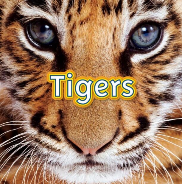 《Tigers》国家地理分级绘本pdf资源免费下载